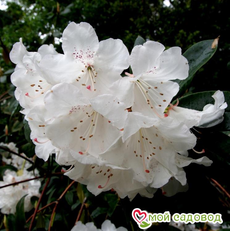Азалия/Рододендрон вечнозеленый Шнеевитхен