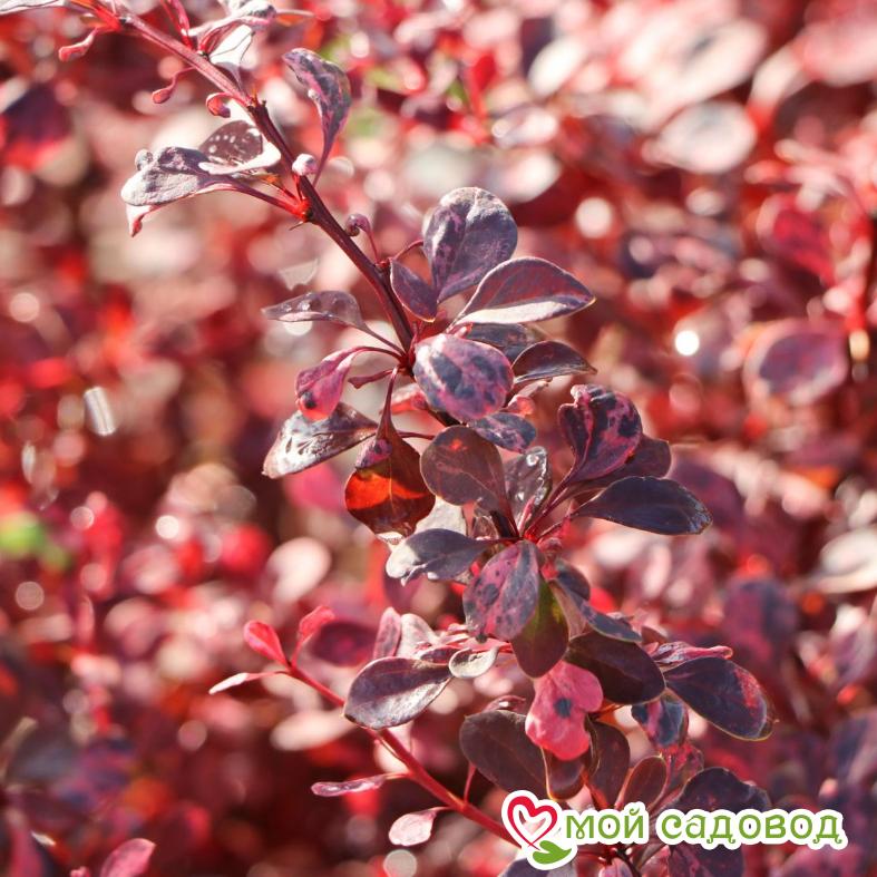 Барбарис Тунберга «Роуз Глоу»