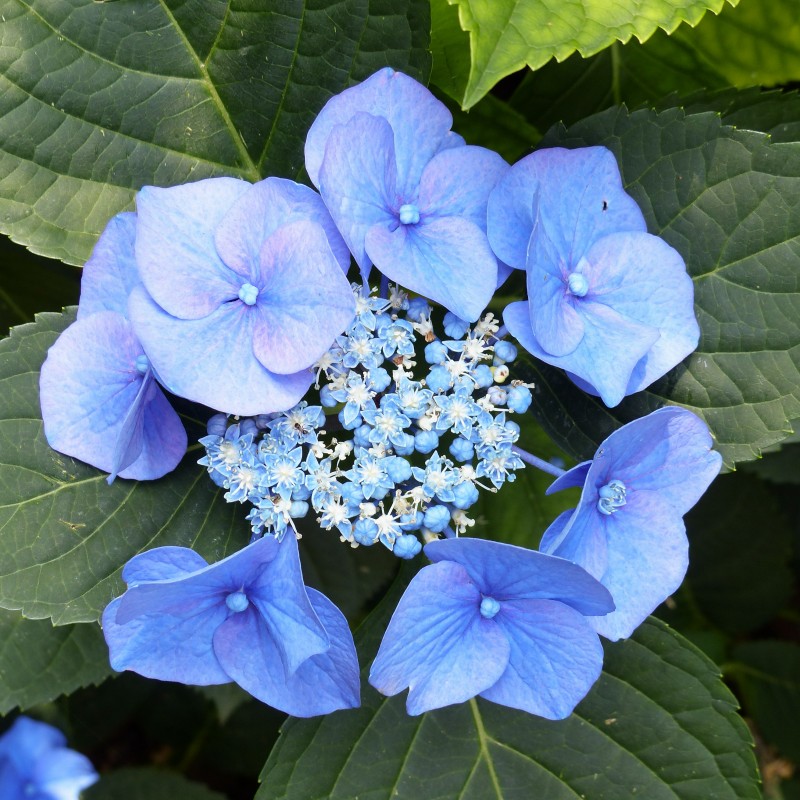 Гортензия крупнолистная Blauer Zwerg