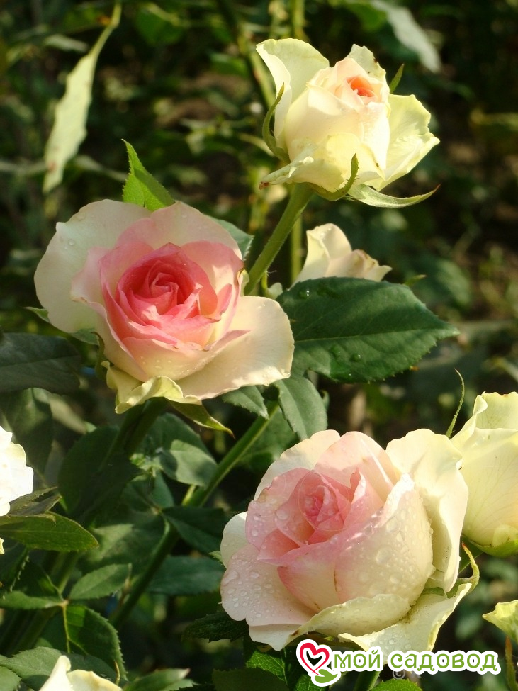 Роза Малибу