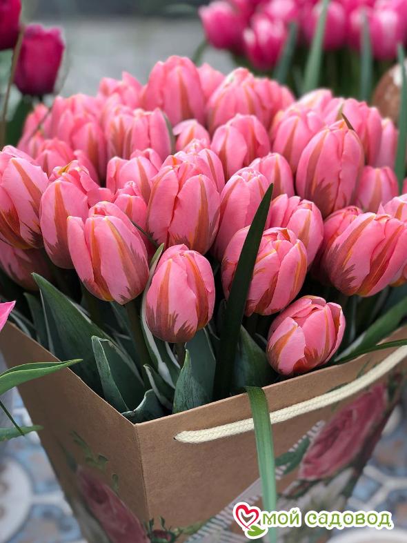 Тюльпан Триумф Претти Принцесс