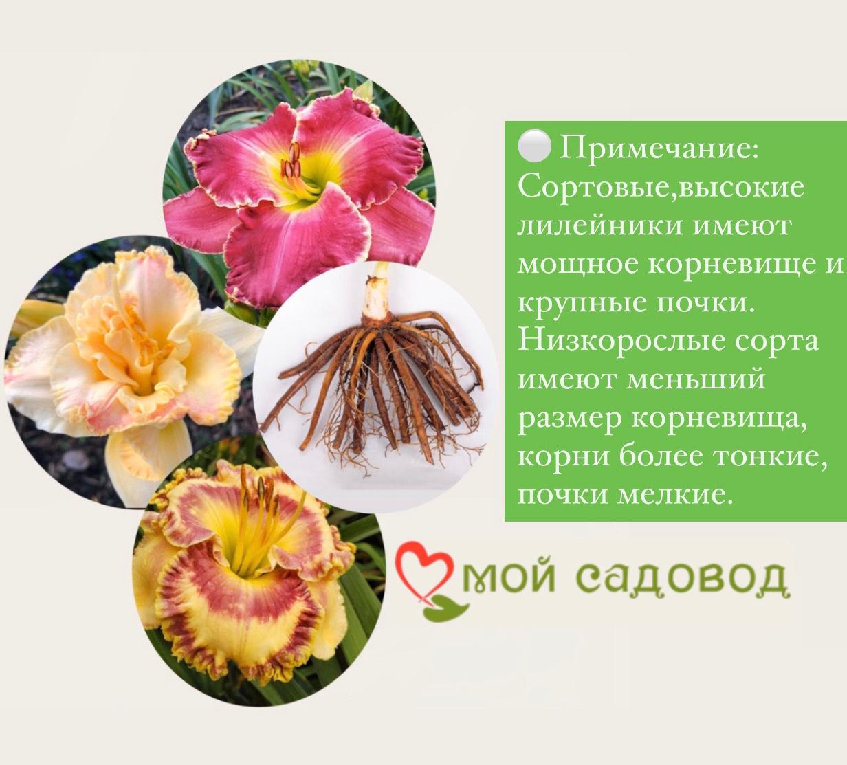 Лилейник Шникел Фритц