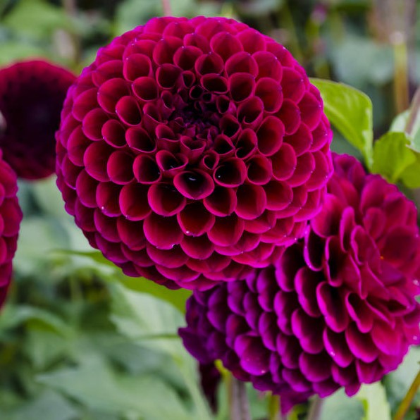 Георгина декоративная Даунхам Роял (DOWNHAM ROYAL)