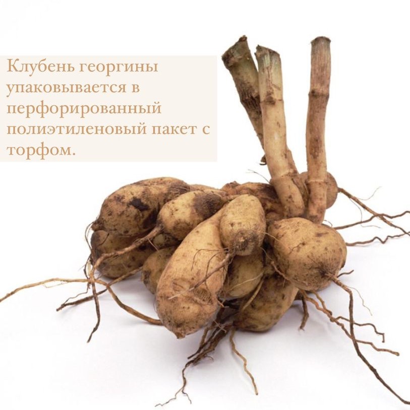 Георгина КОРНЕЛ БРОНС (CORNEL BRONS)