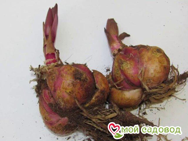 Лилия Хэвнли Блис