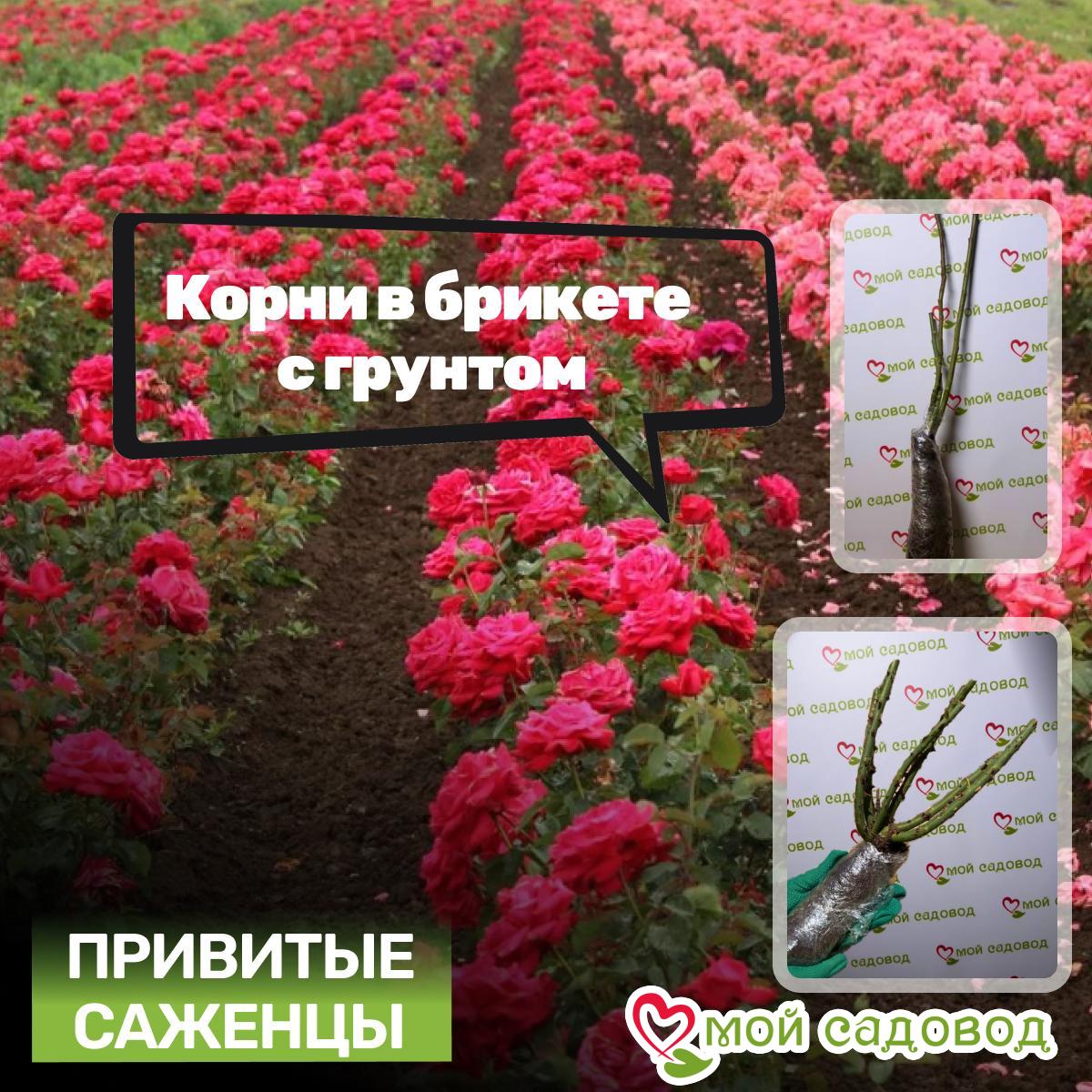 Роза Сэлешн Блум