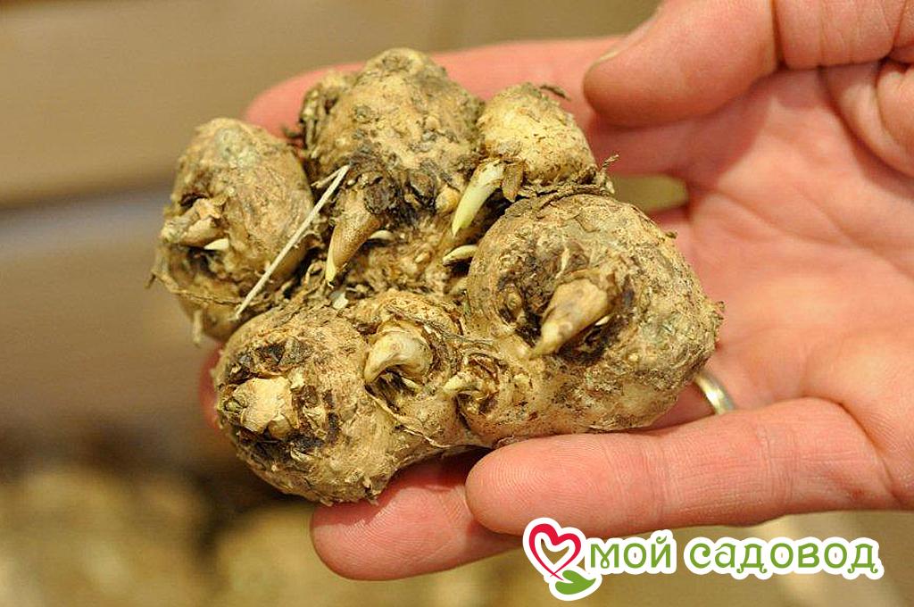 Калла Аура Лейс