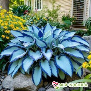 Хоста Тень Амарата